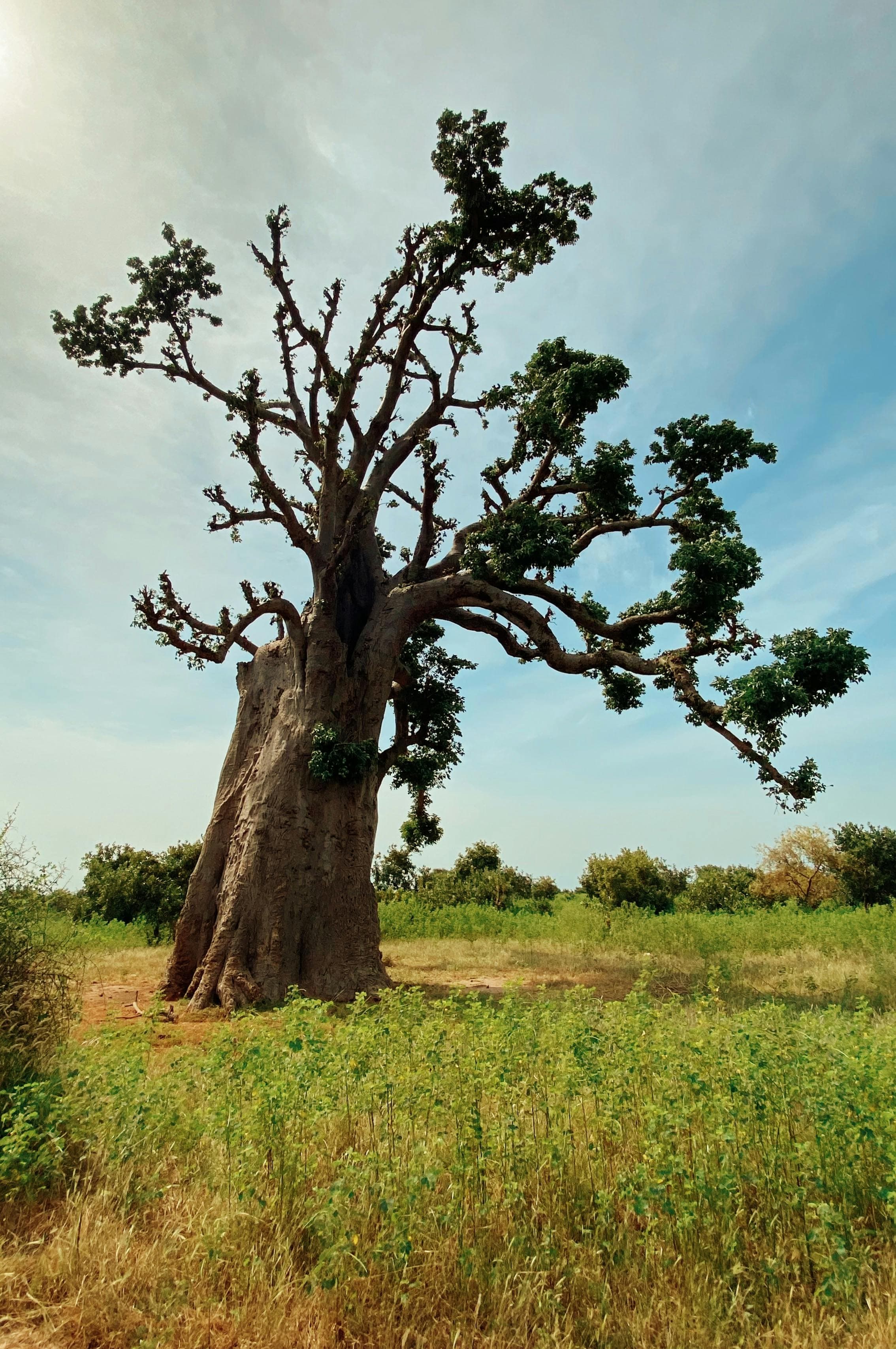 Vie quotidienne au Sénégal