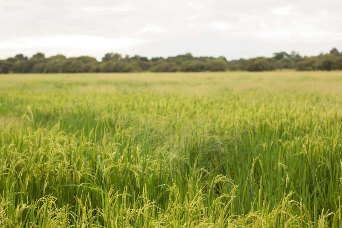 Rizière verte bordée d'arbres, paysage typique du sud du Sénégal