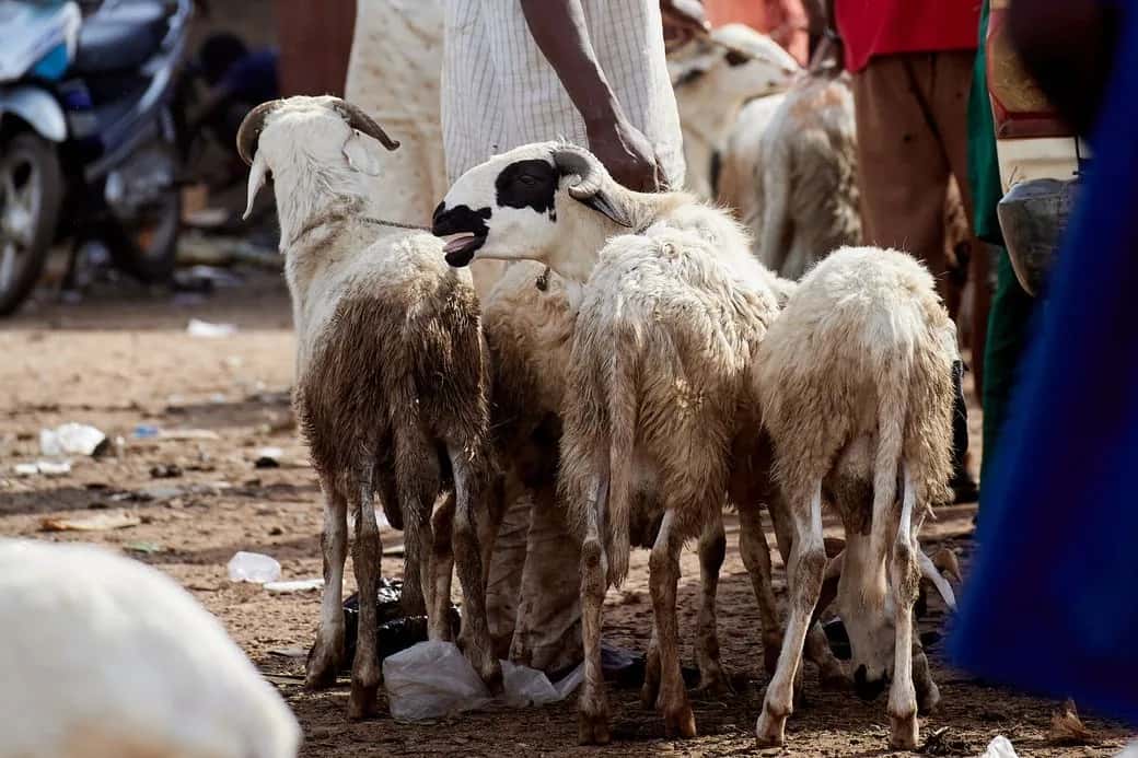 Moutons à robe blanche et taches noires sur un marché au bétail au Sénégal, parmi des hommes en boubou
