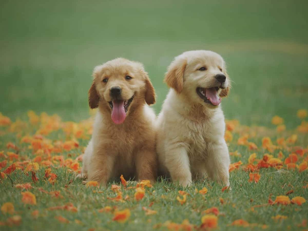 Deux chiots dans l'herbe avant un voyage