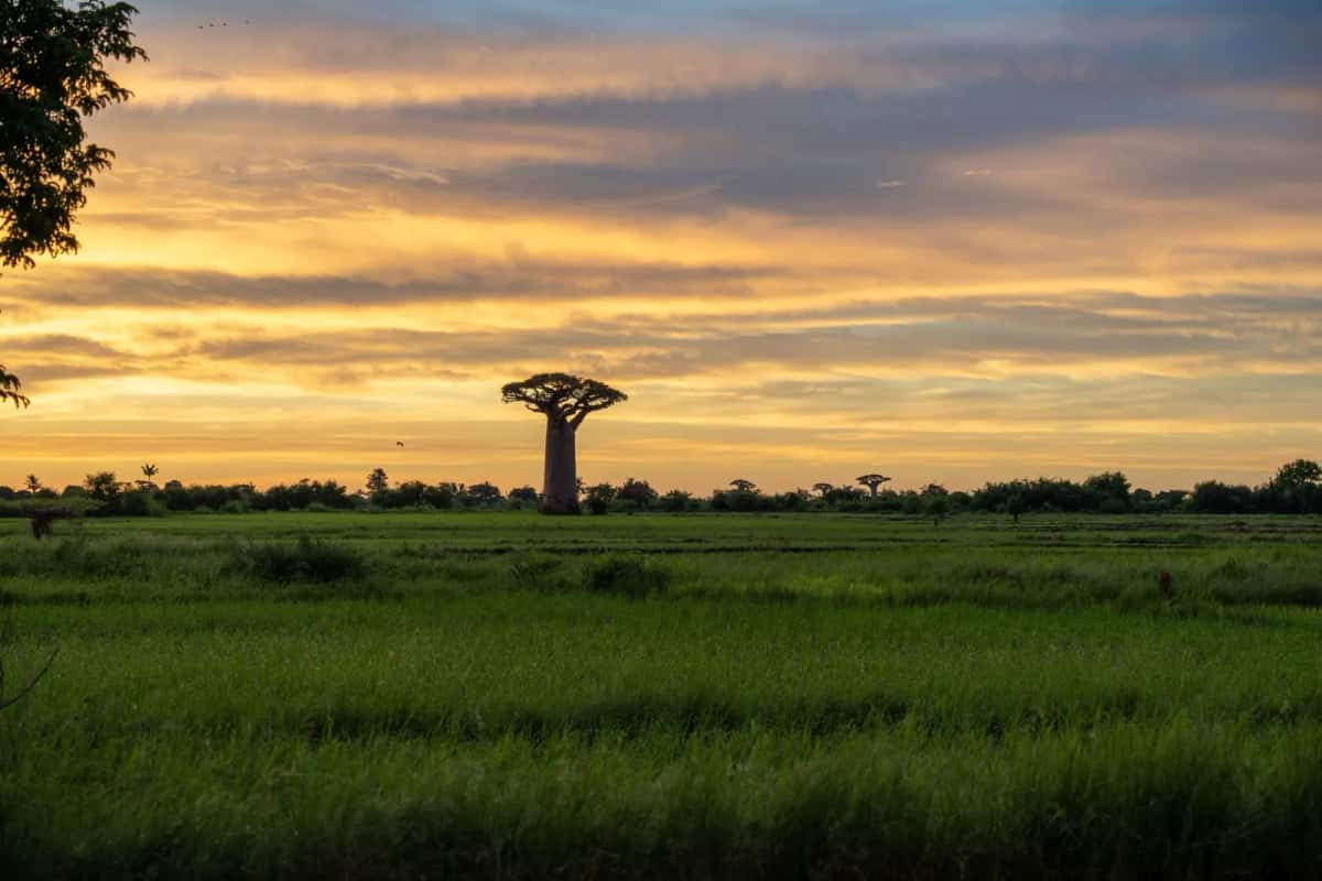 Baobabs au coucher du soleil au-dessus d'une plaine verte au Sénégal