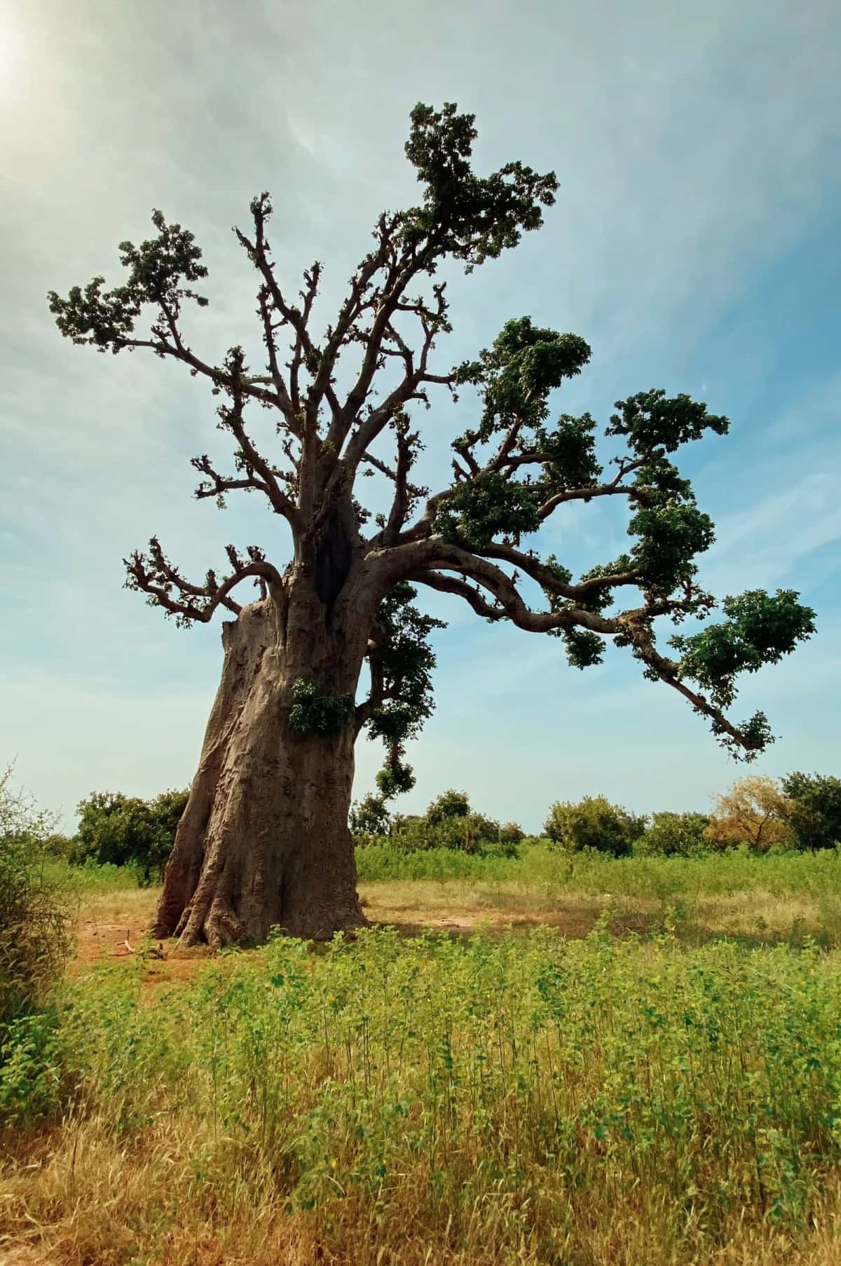 Vivre au Sénégal