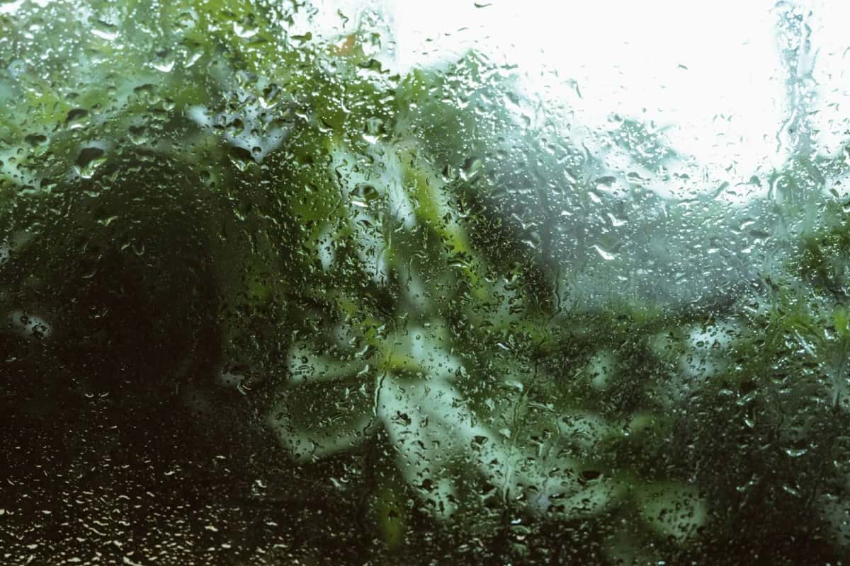 Gouttes de pluie sur une vitre devant une végétation verte
