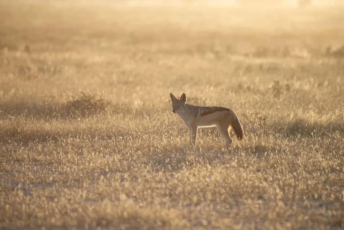 Savane sèche et herbes dorées pendant la saison sèche au Sénégal