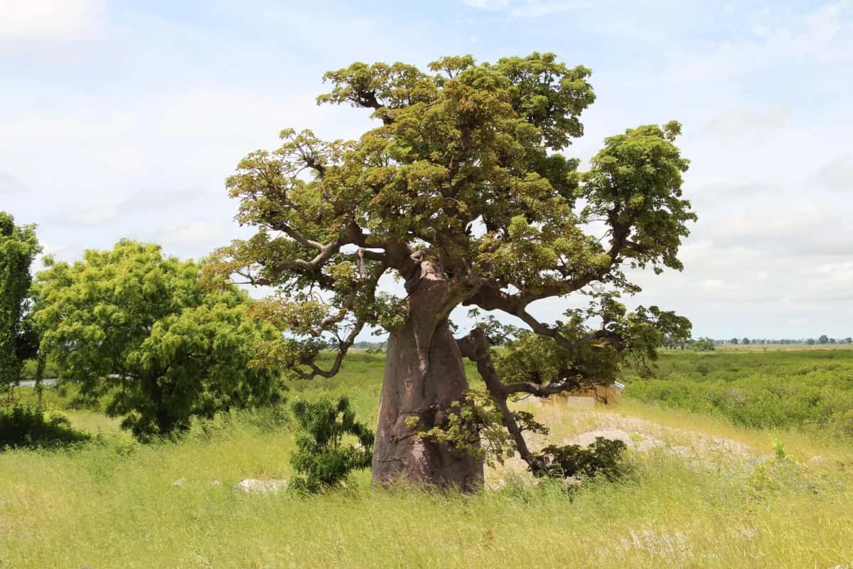Baobab africain au tronc massif isolé dans une savane herbeuse
