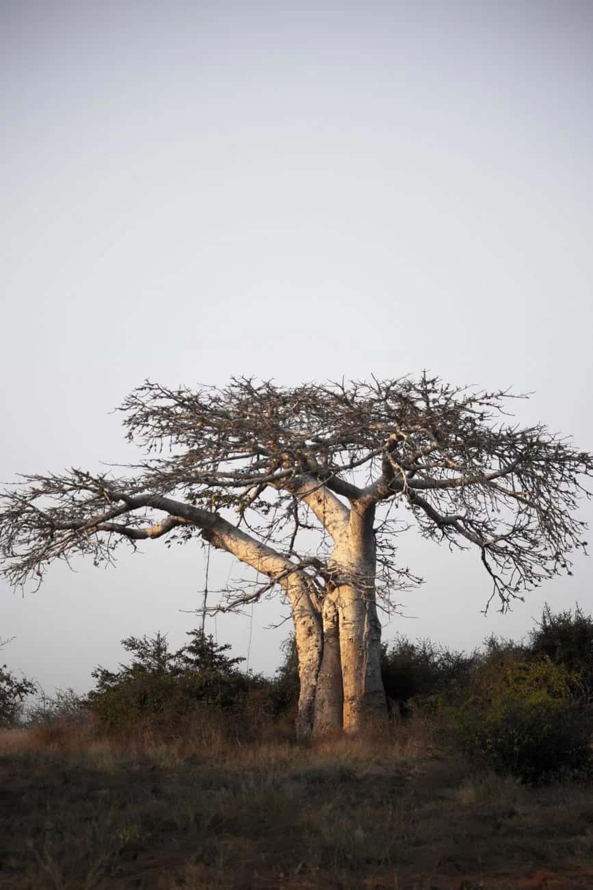 Baobab isolé dans la savane