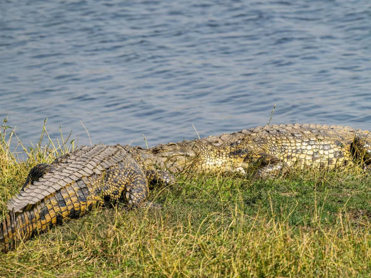 Crocodile du Nil allongé sur l'herbe au bord d'un plan d'eau