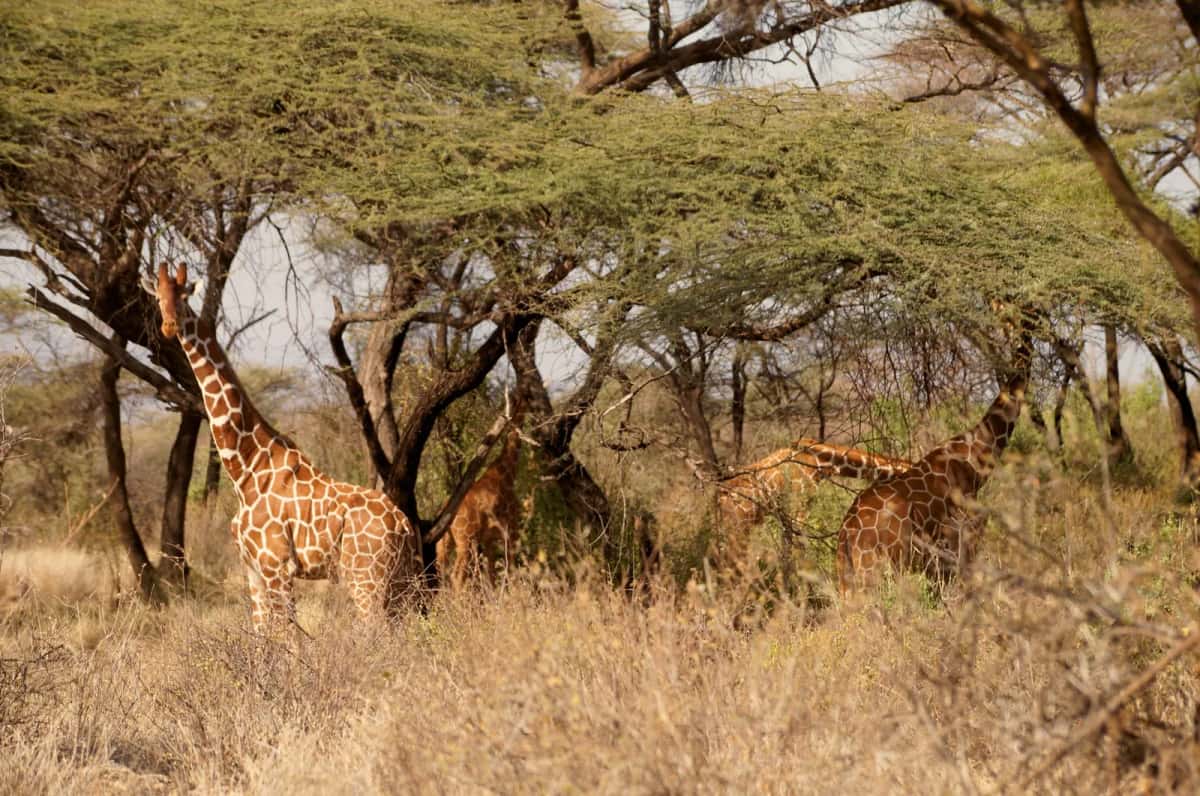 Girafes sous des acacias à cime plate dans une savane sèche