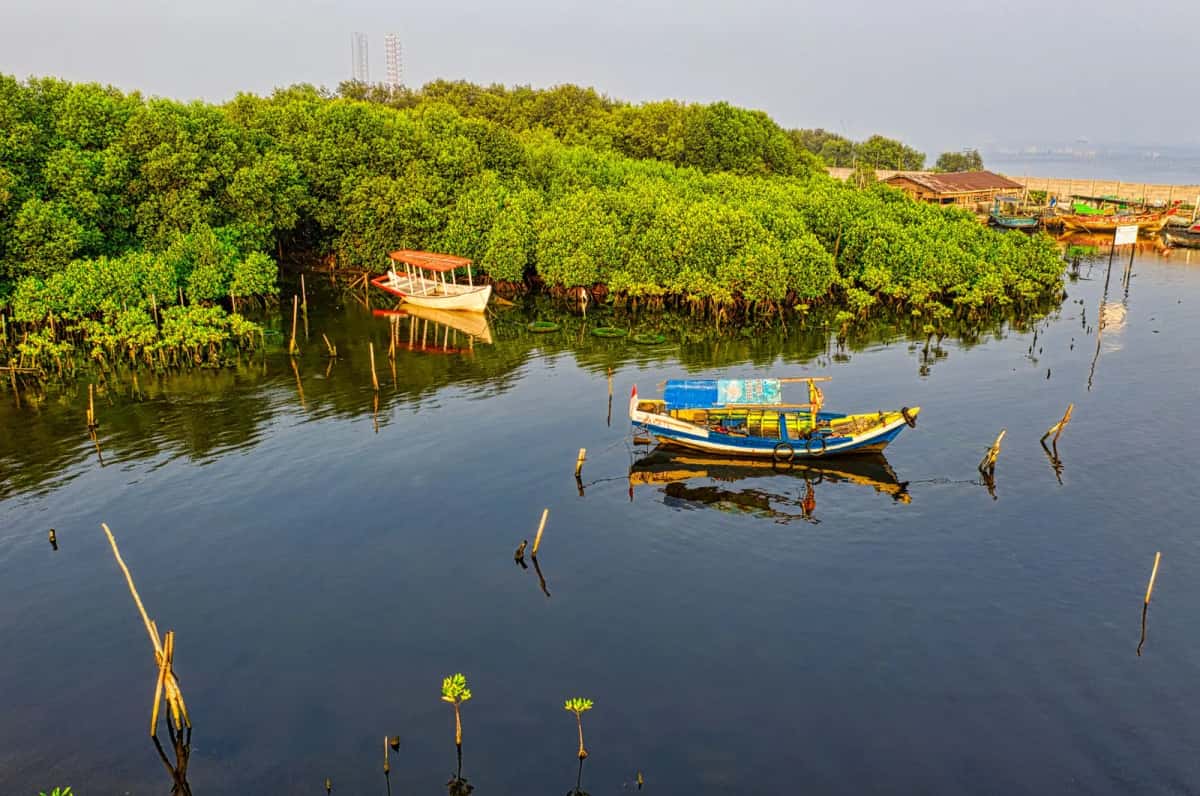 Pirogues amarrées dans la mangrove du delta du Saloum au Sénégal