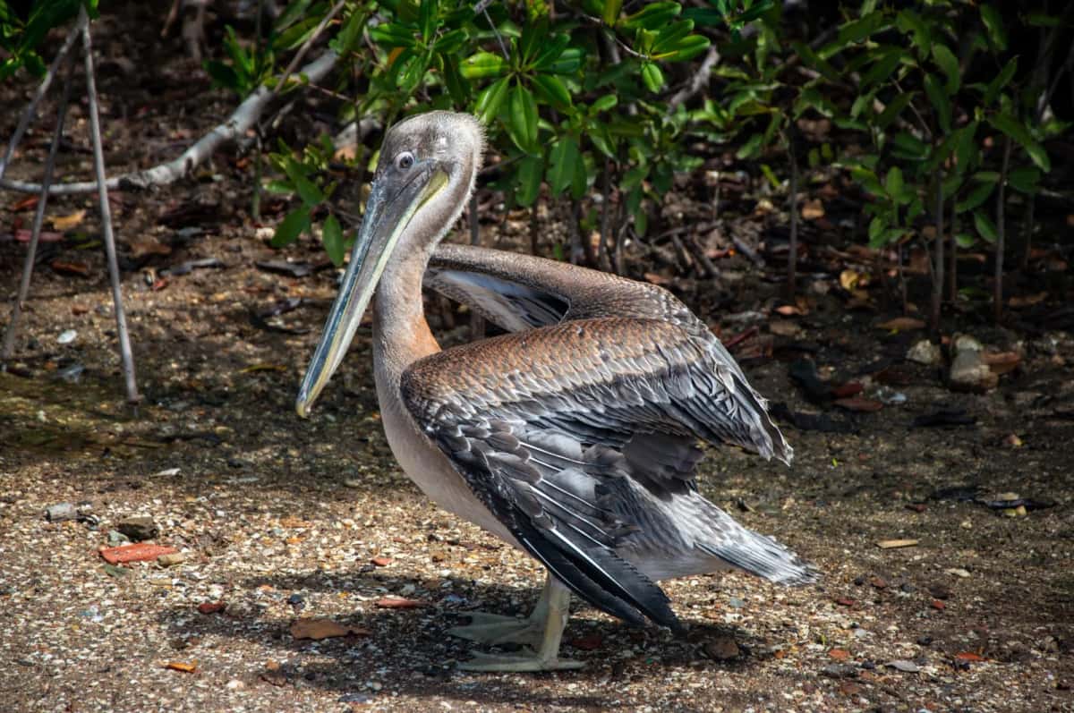 Pélican posé au bord de la mangrove