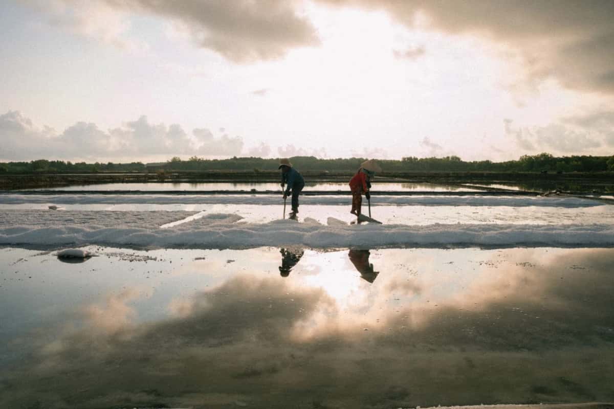 Récolte du sel dans des marais salants