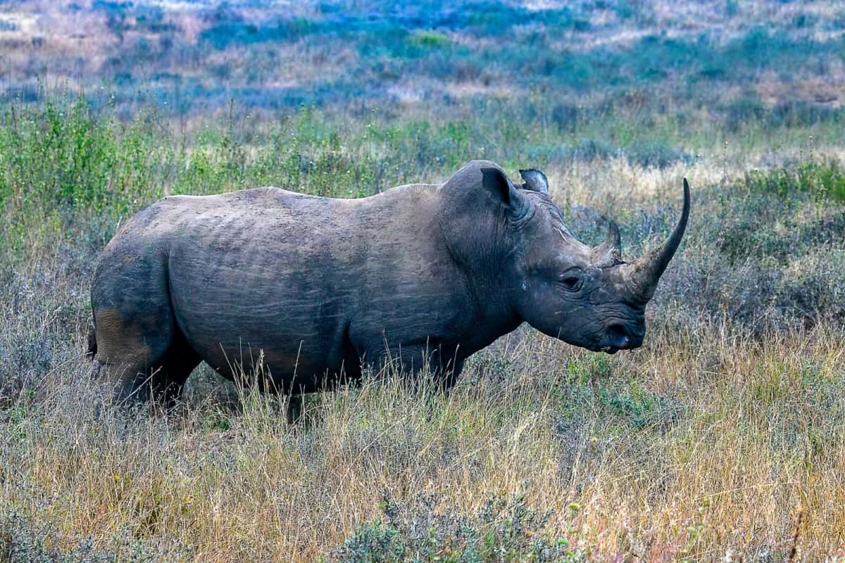 Rhinocéros blanc de profil dans une savane d'herbes sèches