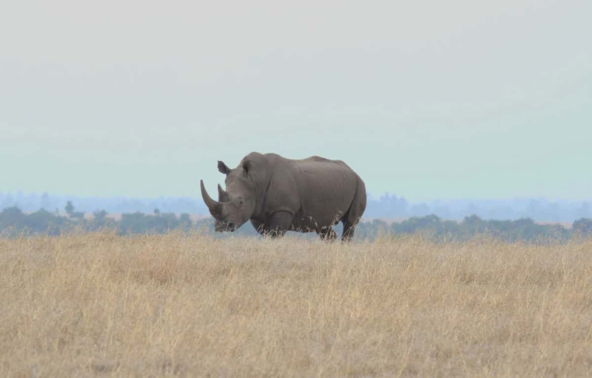 Rhinocéros dans la savane sèche d'une réserve d'Afrique de l'Ouest
