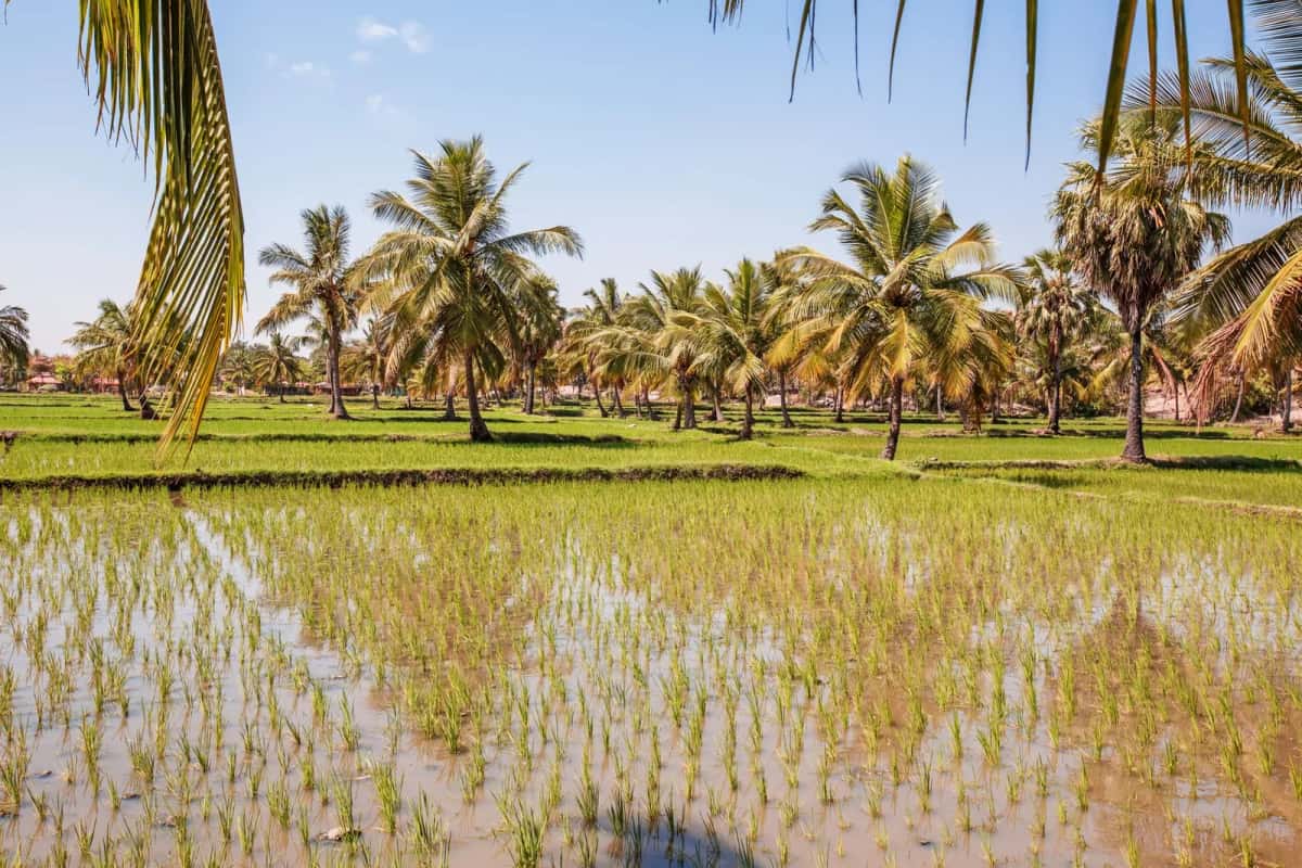 Rizière bordée de cocotiers en Casamance